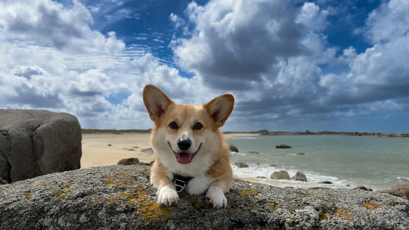 A smiling Pembroke Welsh Corgi lying on a rock at the beach under a blue sky