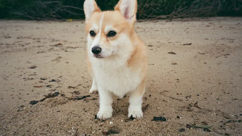 A red and white corgi sitting on sand