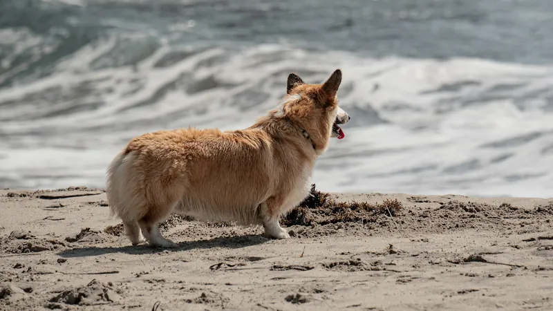 A fluffy corgi standing on wet sand watching the surf