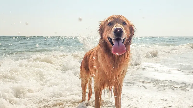 A wet Golden Retriever standing in the foam at the edge of the ocean