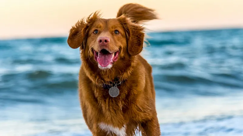 A red-coated retriever running out of the waves toward the camera